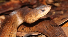Stenorrhina degenhardtii