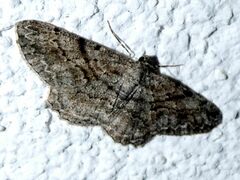 Peribatodes secundaria