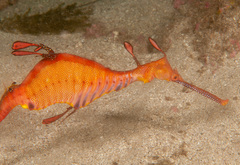 Phyllopteryx taeniolatus