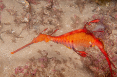 Phyllopteryx taeniolatus