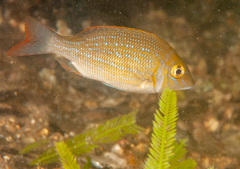 Lethrinus nebulosus