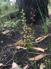 Prasophyllum brevilabre