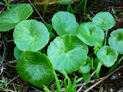 Hydrocotyle vulgaris