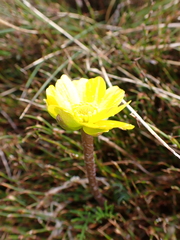 Ranunculus gunnianus