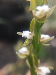 Prasophyllum brevilabre