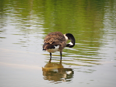 Branta canadensis