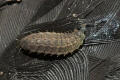 Sarginae