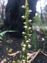 Prasophyllum brevilabre