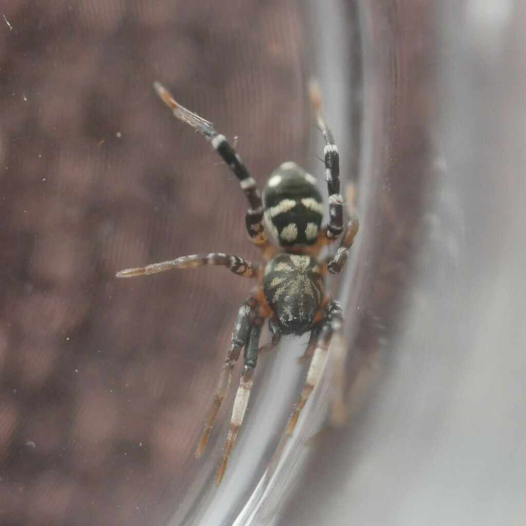 Nyssus paradoxus