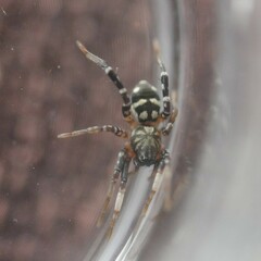 Nyssus paradoxus
