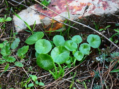 Hydrocotyle vulgaris
