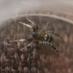 Nyssus paradoxus