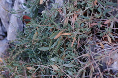 Atriplex portulacoides