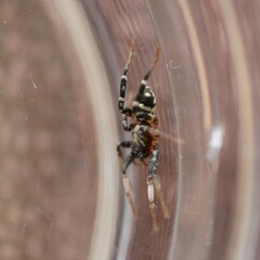 Nyssus paradoxus