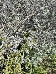 Salvia aurea