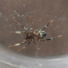 Nyssus paradoxus
