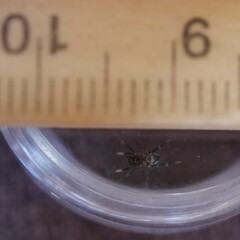 Nyssus paradoxus