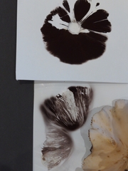 Candolleomyces candolleanus