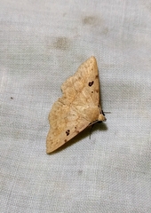 Ugia signifera