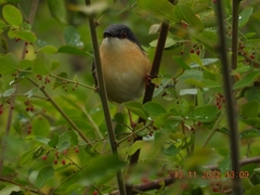 Prinia socialis