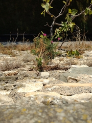 Antirrhinum tortuosum