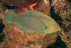 Halichoeres marginatus