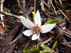 Caltha introloba
