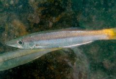 Dinolestes lewini