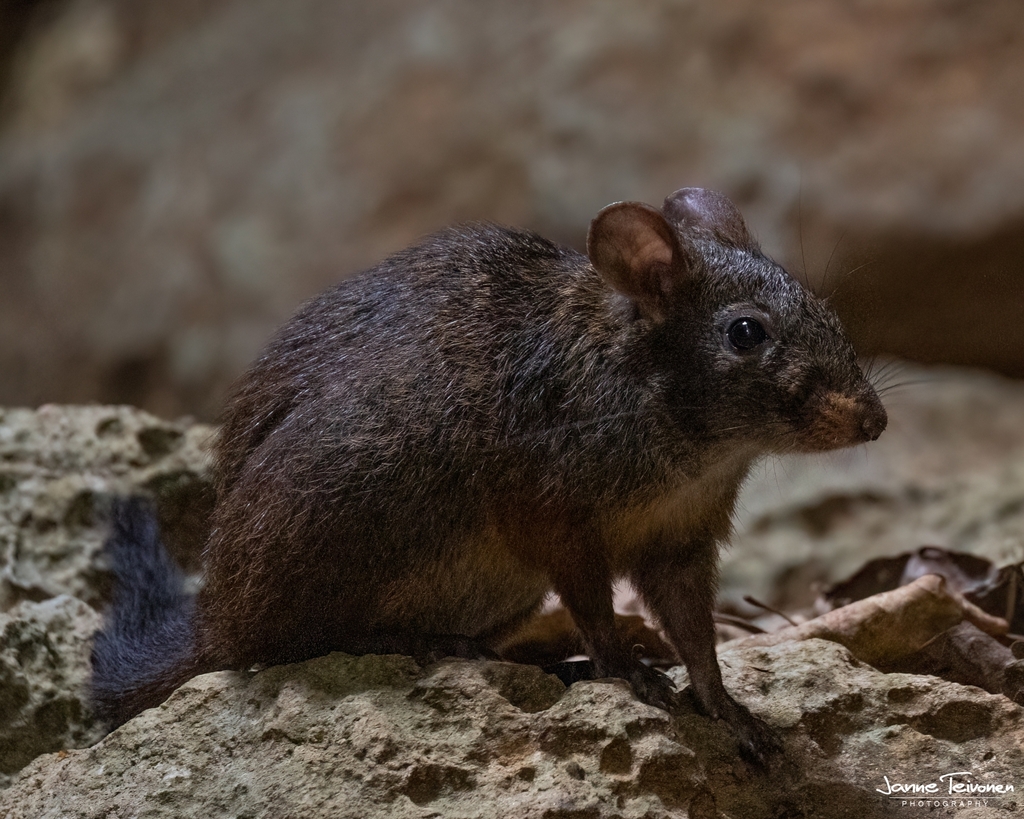 Lowland Red Forest Rat