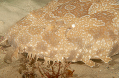 Orectolobus maculatus