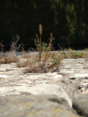 Antirrhinum tortuosum