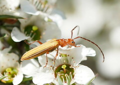 Stenoderus concolor