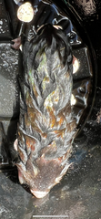 Chrysochloris asiatica