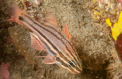 Ostorhinchus limenus