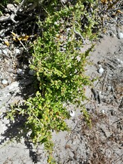 Tetragonia fruticosa