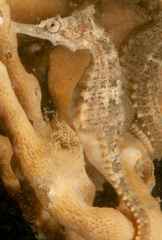 Hippocampus whitei