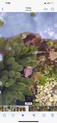 Spurilla braziliana