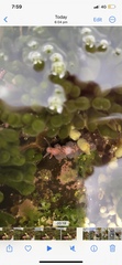 Spurilla braziliana