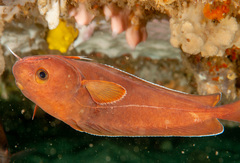 Lotella rhacina