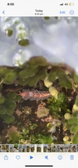 Spurilla braziliana