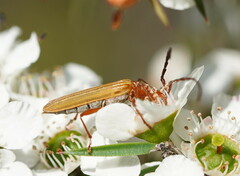 Stenoderus concolor