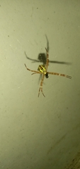 Argiope