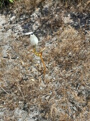 Ornithogalum thyrsoides