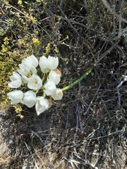Ornithogalum thyrsoides