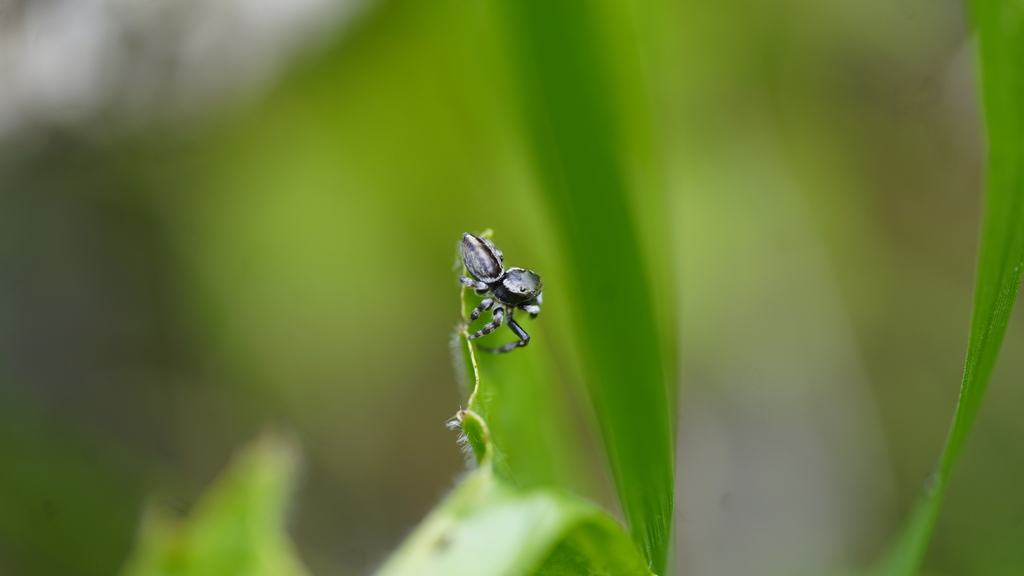 White Garland House Hopper from Warburton VIC 3799, Australia on November 12, 2022 at 1120 AM