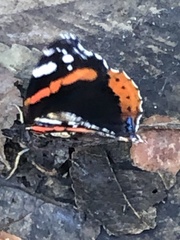 Vanessa atalanta
