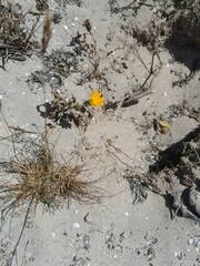 Asteraceae