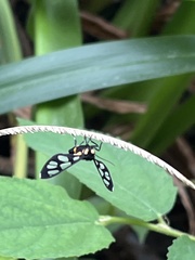 Amata sperbius