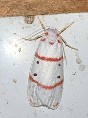 Cyana pretoriae