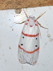 Cyana pretoriae